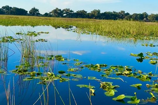 Central Florida's airboat rides