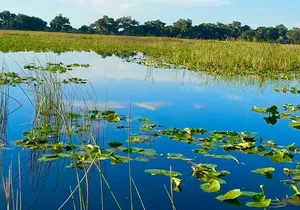 Central Florida's airboat rides