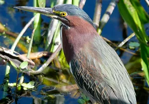 Florida Wildlife Drive Eco Tour with Lunch and Moonshine Tasting