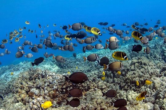 Kealakekua Bay Captain Cook Snorkeling