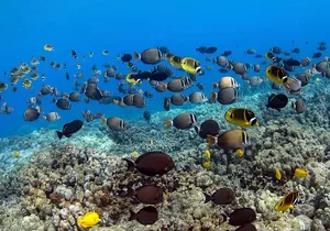 Kealakekua Bay Captain Cook Snorkeling