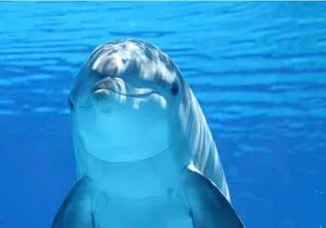 Ft Myers Beach Tiki Pub Fun in the Sun Dolphin Cruise