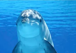 Ft Myers Beach Tiki Pub Fun in the Sun Dolphin Cruise