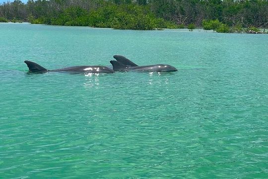 Clear/Standard Kayak Self Guided Island EcoTour Bonita Springs!