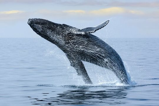Best Waikiki Whale Watching in Honolulu: Whales Guaranteed