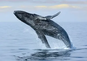 Best Waikiki Whale Watching in Honolulu: Whales Guaranteed