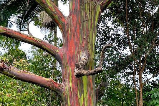 Shore Excursion of Maui