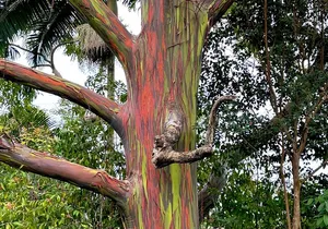 Shore Excursion of Maui