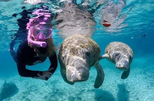 Semi Private Manatee Swim Tour