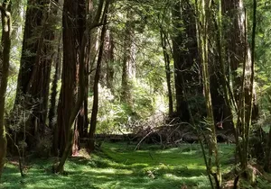 Alcatraz with Muir Woods and Sausalito Tour