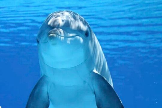 Tiki Pub Amazing Dolphin Eco Adventure