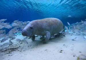 10000 Islands Everglades Boat Tour