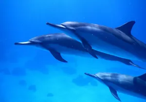 2-Hour Dolphin Watching and Double Reef with Snorkel in Hawaii
