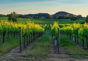 Full-Day Private Sonoma Valley Wine Tour from San Francisco