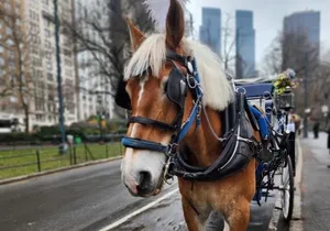 NYC Horse and Carriage Central Park Tours