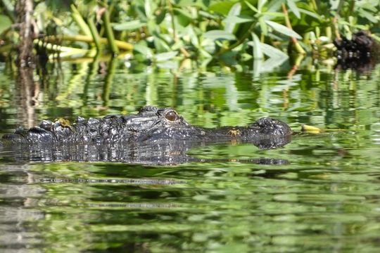 Small Group Scenic Wekiva River Kayak Tour near Orlando