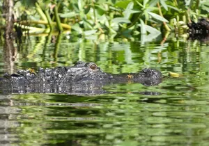Small Group Scenic Wekiva River Kayak Tour near Orlando