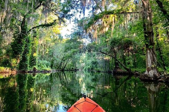 Dora Canal Wildlife Kayak Tour – Scenic Old Florida