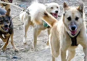 Denali Husky Kennel & Brewpub Visit – Half-Day Experience