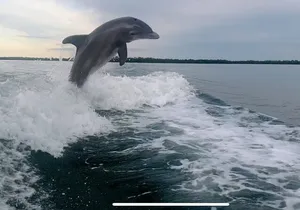 Private 2 Hour Dolphin & Eco Tour Marco Island, FL