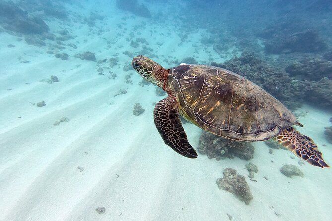 Discover Scuba Diving in Hawaii - Non certified divers!