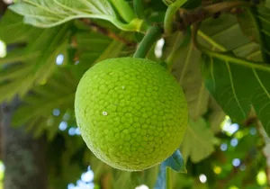 Private Botanical Garden Experience in the Heart of Maui