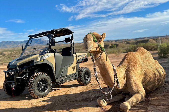 Guided UTV Safari and Zoo Tour near Las Vegas
