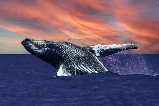 Waikiki 2 Hour Sunset Whale Watching Cruise Sightings Guaranteed