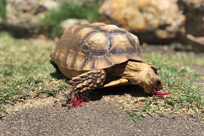 North Shore Farm: Anahulu River, Kayak-Sup, Turtles, Lunch & More