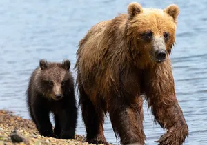 Private Bear Viewing By Seaplane