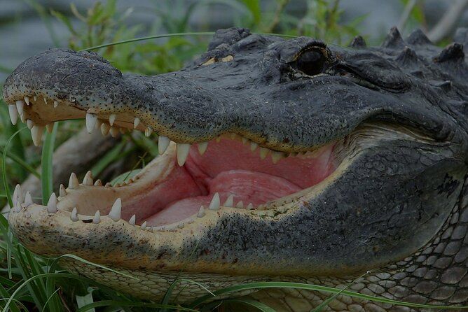 Airboat Rides Florida Everglades