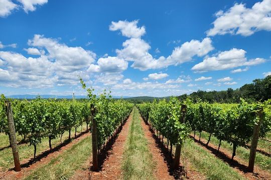 Private Charlottesville Area Wine Tour