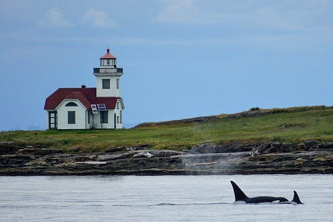Orca whale tour near Seattle