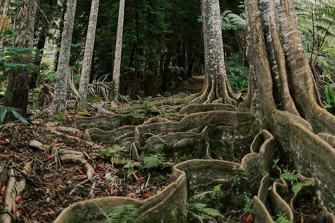 Kona Cloud Forest Sanctuary Montane Jungle Tour (2.5 hrs)
