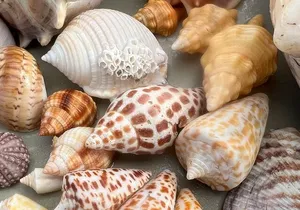 Private Barrier Island Shelling Tour