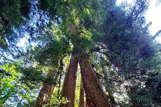 Muir Woods Sausalito Entry & Ferry to Fishermans Wharf included
