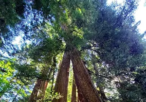 Muir Woods Sausalito Entry & Ferry to Fishermans Wharf included