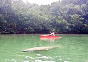 Manatee Season Guided Paddle Tour from Virginia Key