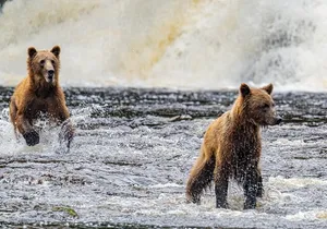 Peak Season Bear Viewing By Seaplane