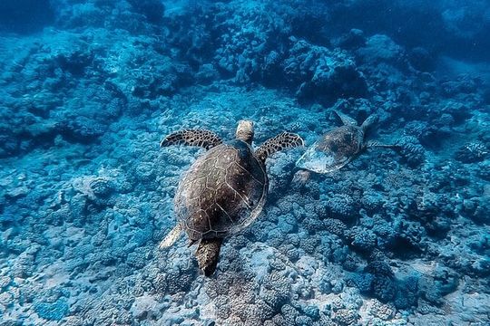 Waikiki Turtle Snorkeling Tour