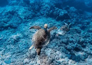 Waikiki Turtle Snorkeling Tour