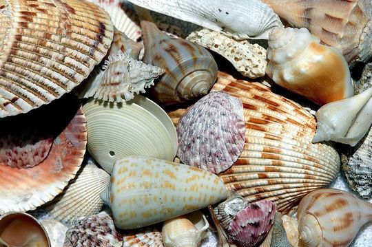 Shelling on Cayo Costa and Lunch at Cabbage Key