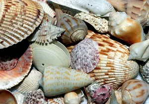 Shelling on Cayo Costa and Lunch at Cabbage Key
