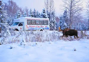 Anchorage's Winter City Tour = Samples + Stops + WildLife