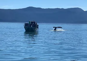 Whale Watching Adventure in Juneau