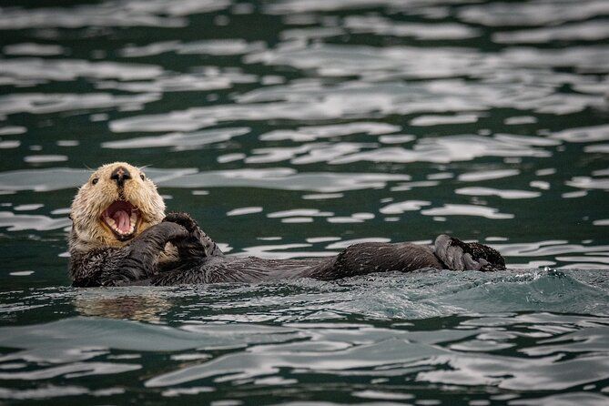 Sitka’s Private Wildlife Whale Adventure 6 Transport Meal option
