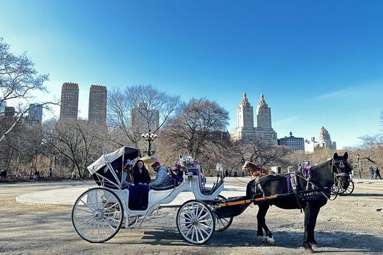 Luxury Horse and Carriage Tours in Central Park