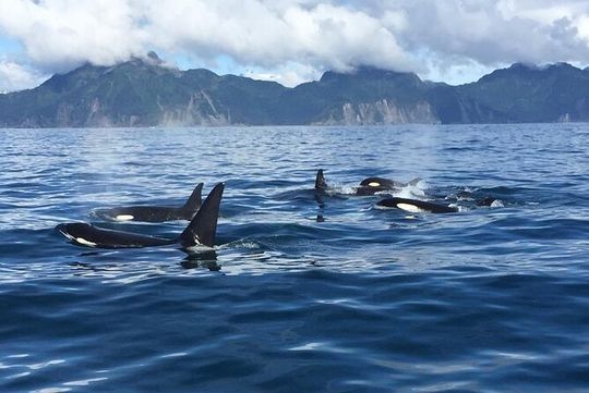 4Hour Resurrection Bay Sightseeing Tour Private - up to 16 guests