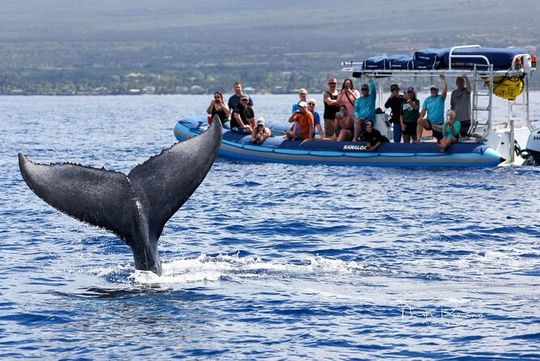 The Best 10 am 1.5 Hour Whale Watching Tour