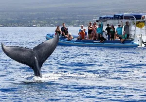 The Best 10 am 1.5 Hour Whale Watching Tour